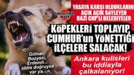 BOMBA KULİS: CHP’Lİ BELEDİYELER İLÇELERİNDEKİ SOKAK HAYVANLARINI TOPLAYIP, CUMHUR BELEDİYELERİNE SALACAK… BOMBA…