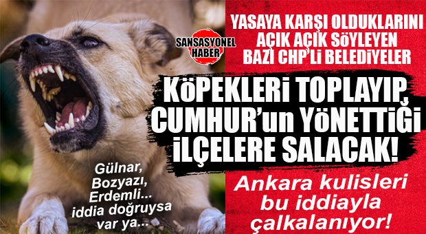 BOMBA KULİS: CHP’Lİ BELEDİYELER İLÇELERİNDEKİ SOKAK HAYVANLARINI TOPLAYIP, CUMHUR BELEDİYELERİNE SALACAK… BOMBA…