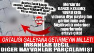 MİLLETİ “HAYVANLAR ÖLDÜRÜLÜYOR” DİYE GALEYANA GETİRMEYİN: İŞİ MERSİN EMNİYETİ ÇÖZDÜ, BARINAK RAPORUNU AÇIKLADI!