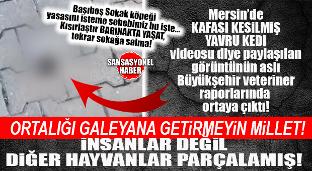 MİLLETİ “HAYVANLAR ÖLDÜRÜLÜYOR” DİYE GALEYANA GETİRMEYİN: İŞİ MERSİN EMNİYETİ ÇÖZDÜ, BARINAK RAPORUNU AÇIKLADI!