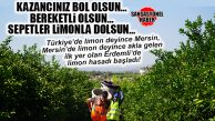 BEREKETLİ OLSUN İNŞALLAH: LİMON HASADI BAŞLADI!