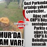 ÇEVRECİLER ALOOO; CHP’Lİ ANAMUR BELEDİYESİ’NDEN AĞAÇ KATLİAMI VAR… HİÇ ACIMADILAR…