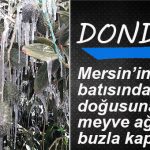 SON 25 YILIN EN SOĞUK HAVASI: MERSİN ÇİFTÇİSİNİ ZİRAİ DON VURDU… ZARAR BÜYÜK…