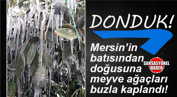 SON 25 YILIN EN SOĞUK HAVASI: MERSİN ÇİFTÇİSİNİ ZİRAİ DON VURDU… ZARAR BÜYÜK…